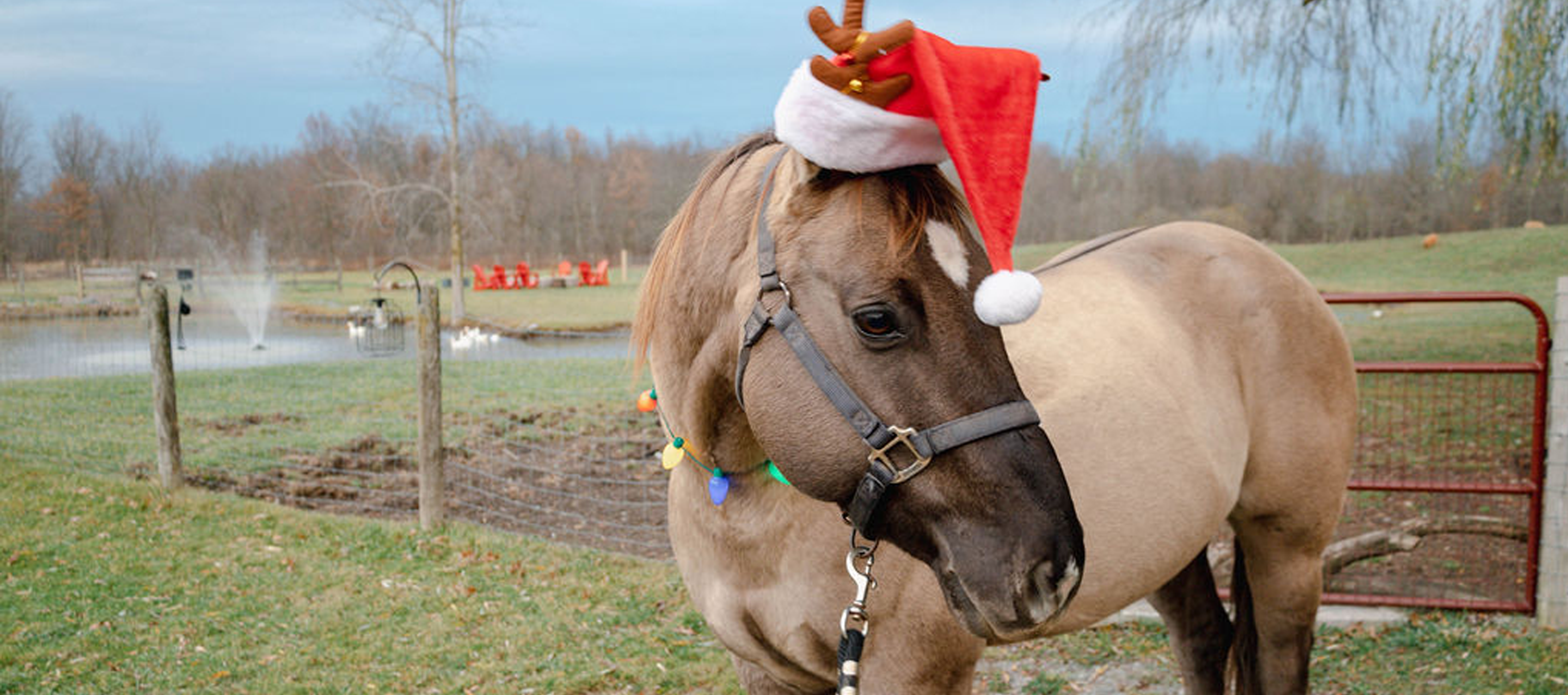 Cowboy Christmas Farm Visit