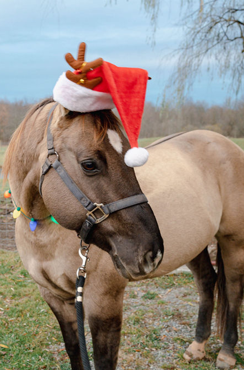 Cowboy Christmas Farm Visit