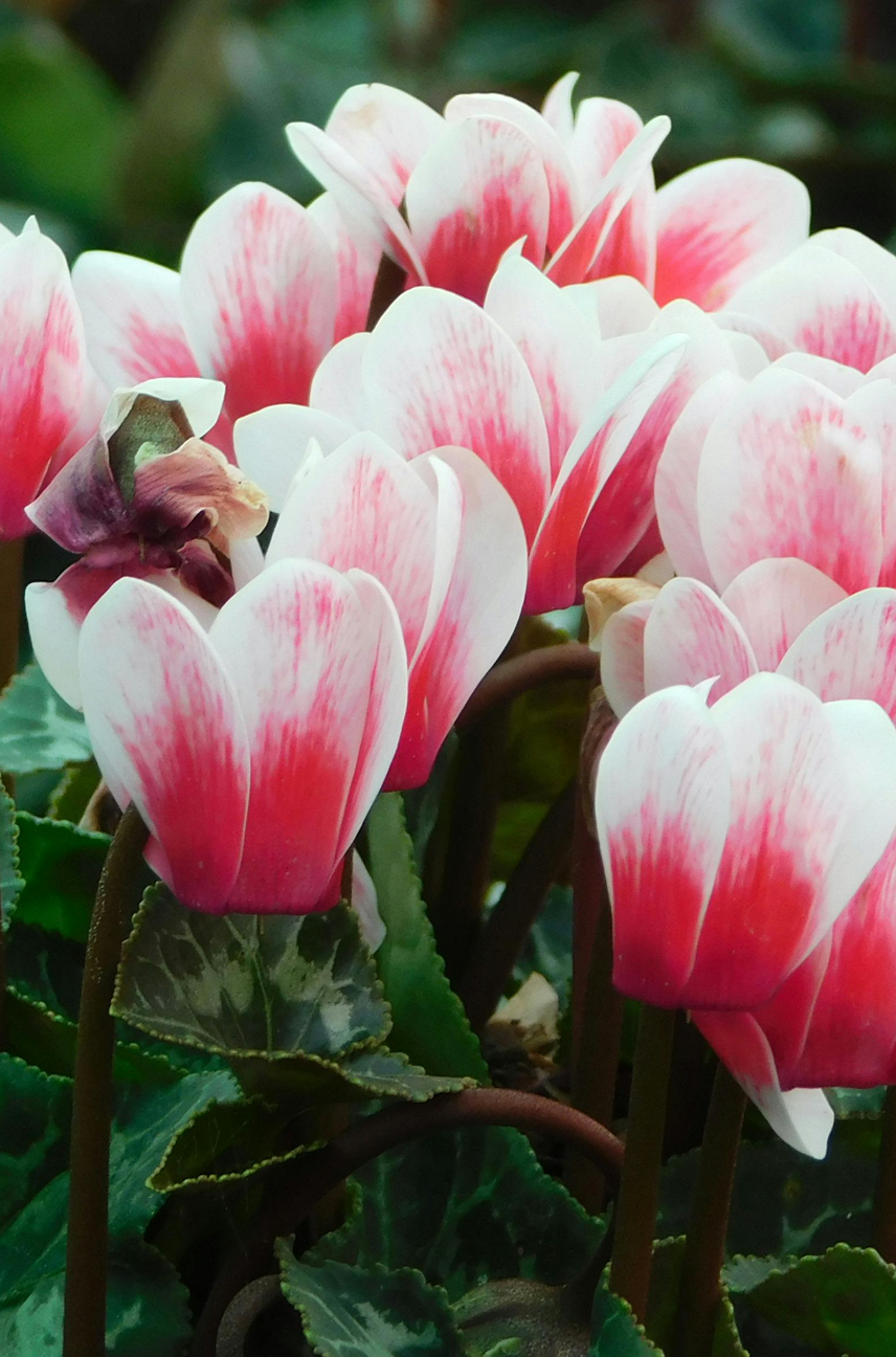 Cyclamen Display