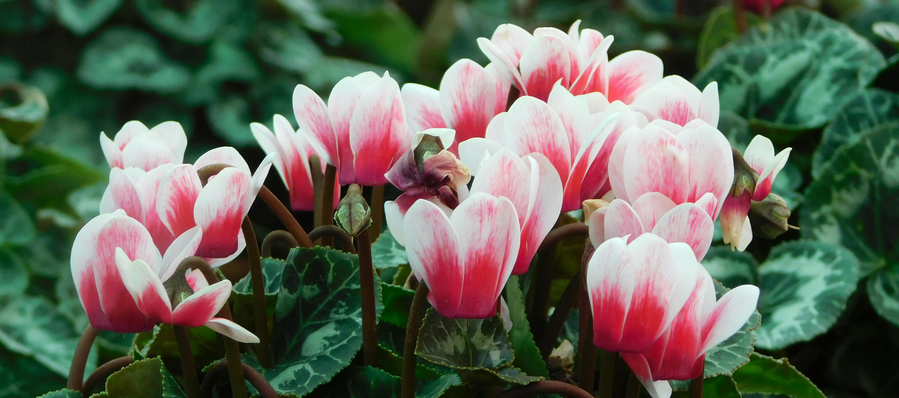 Cyclamen Display