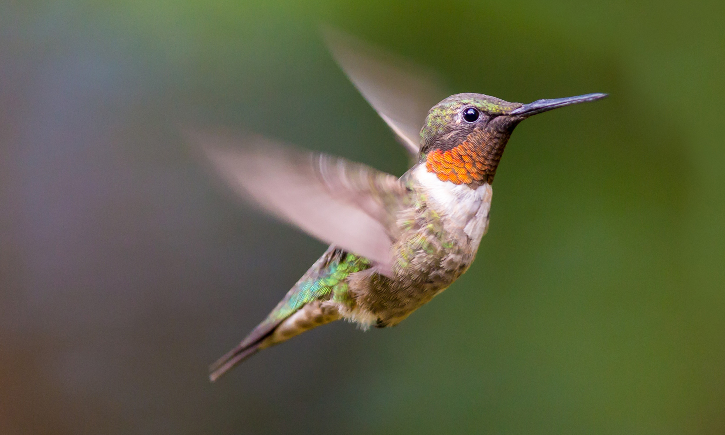 hummingbird