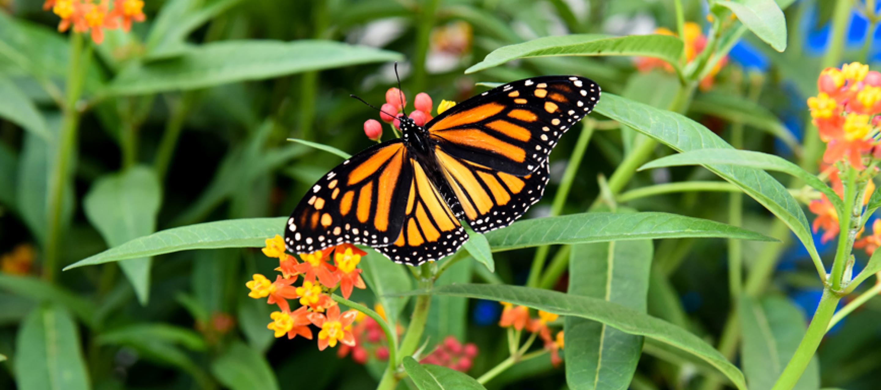butterflies