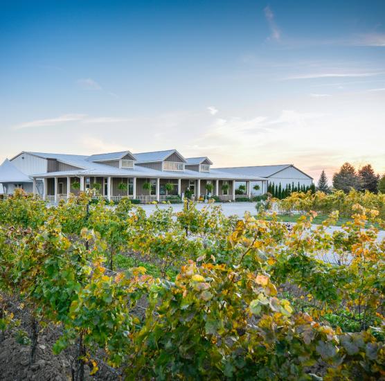 Bella Terra Vineyards