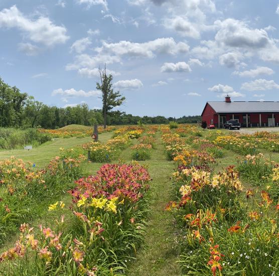 Dynamic Daylilies