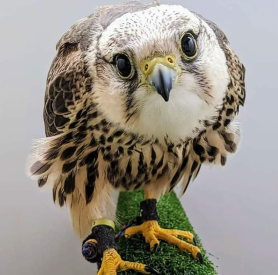 PD Day: Birds of Prey with Mountsberg Conservation