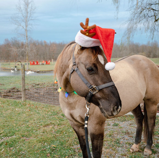 Cowboy Christmas Farm Visit