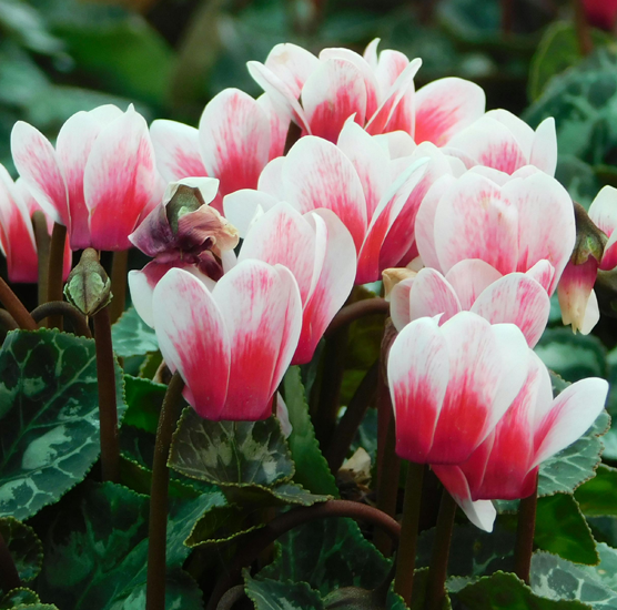 Cyclamen Display