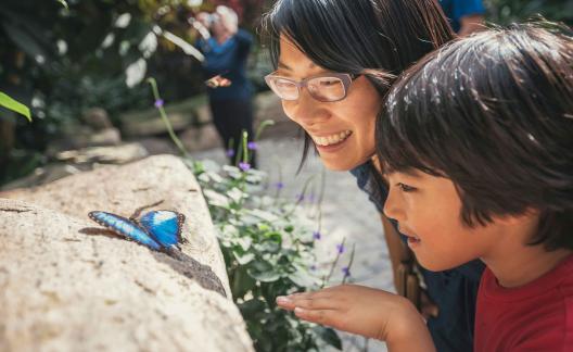 Niagara Parks Butterfly Conservatory