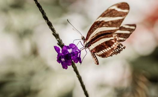 Niagara Parks Butterfly Conservatory