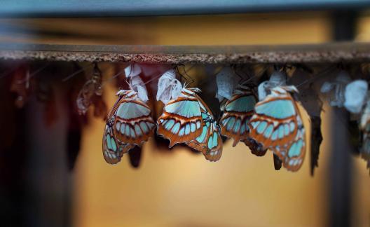 Niagara Parks Butterfly Conservatory