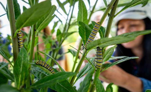 Niagara Parks Butterfly Conservatory